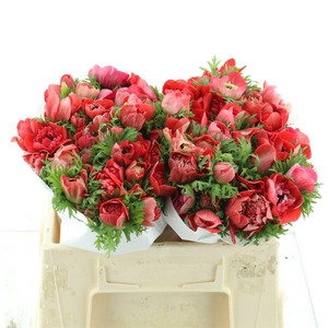 Anem Co Fstar Gl Red Super