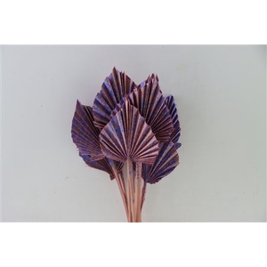 Dried Artz Palm Spear 10pc Da Vinci Bunch