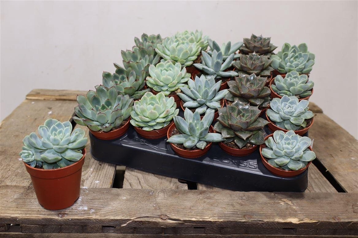 <h4>arr8 Echev Gem</h4>