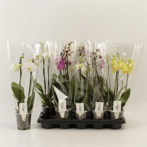 PHAL GEM 5 KL