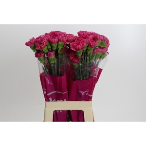 Dianthus St Bernard