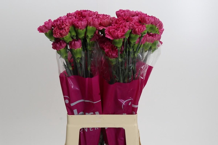 <h4>Dianthus St Bernard</h4>