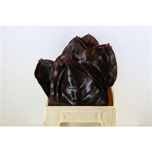 Philo Congo Black