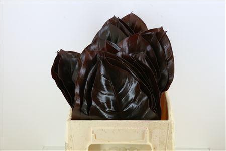 <h4>Philo Congo Black</h4>