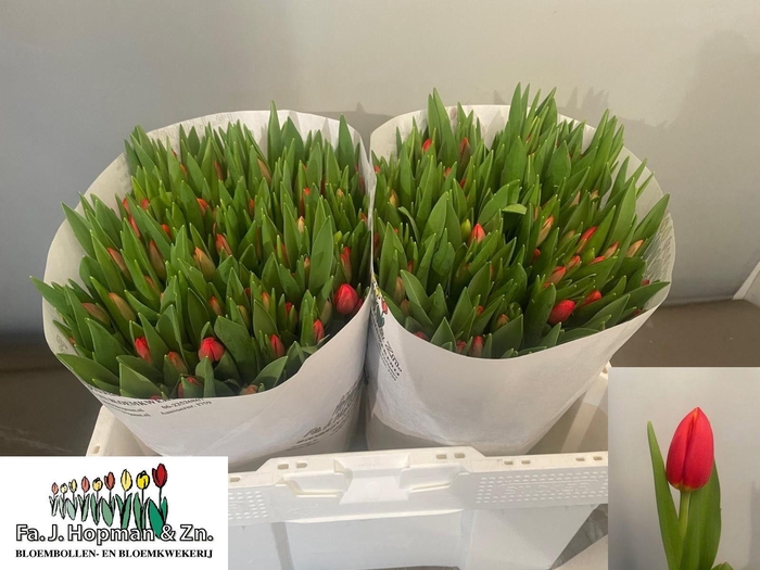 <h4>TU EN ESTA BONITA</h4>