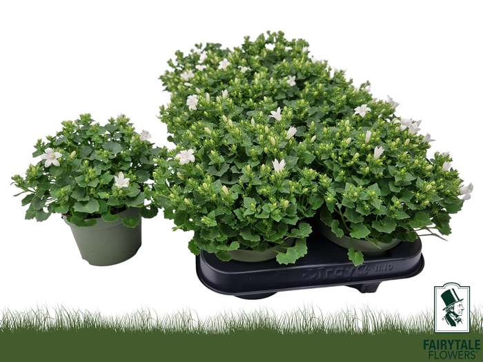 <h4>CAMP POR WHI GET MEE</h4>