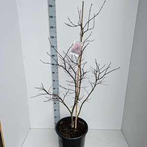 Acer palmatum Garnet