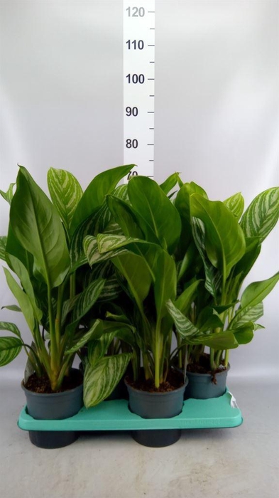 <h4>Aglaonema  'Stripes'</h4>
