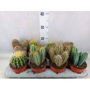 Cactus   ...mix