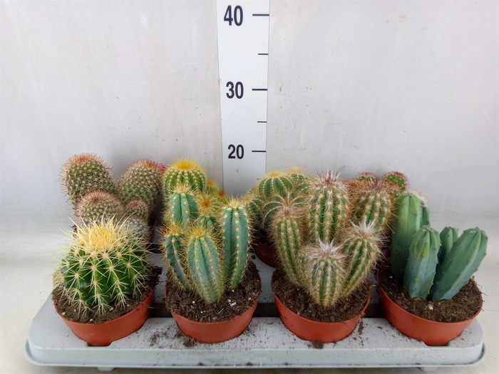 <h4>Cactus   ...mix</h4>