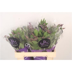 Clematis Blue Pirouette