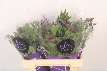 <h4>Clematis Blue Pirouette</h4>