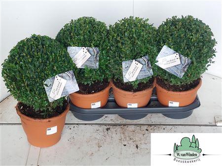 <h4>Buxu Sempervirens</h4>