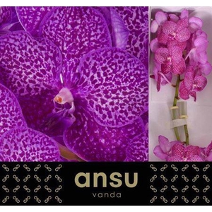 Vanda Su Ruby Pink