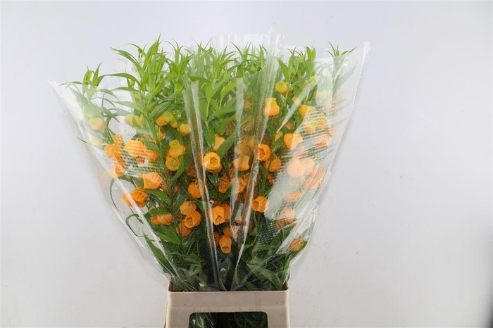 <h4>Sandersonia</h4>