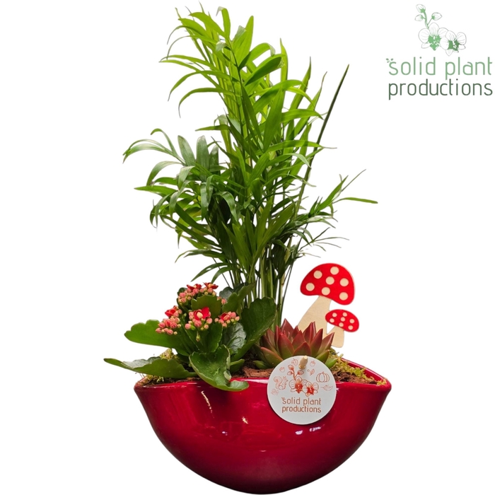 <h4>CE005 Evelyn Red Echeveria</h4>