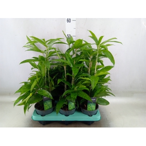 Dracaena surculosa