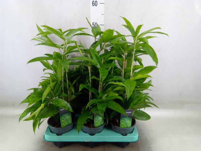 <h4>Dracaena surculosa</h4>
