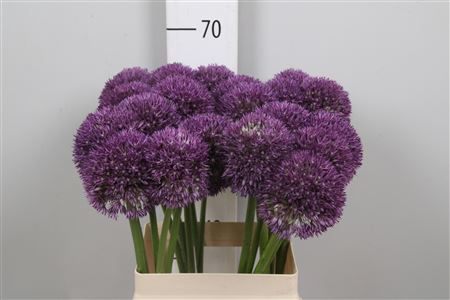 <h4>Allium Pinball Wizar</h4>