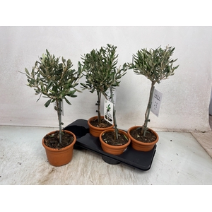 OLEA EUROPAEA