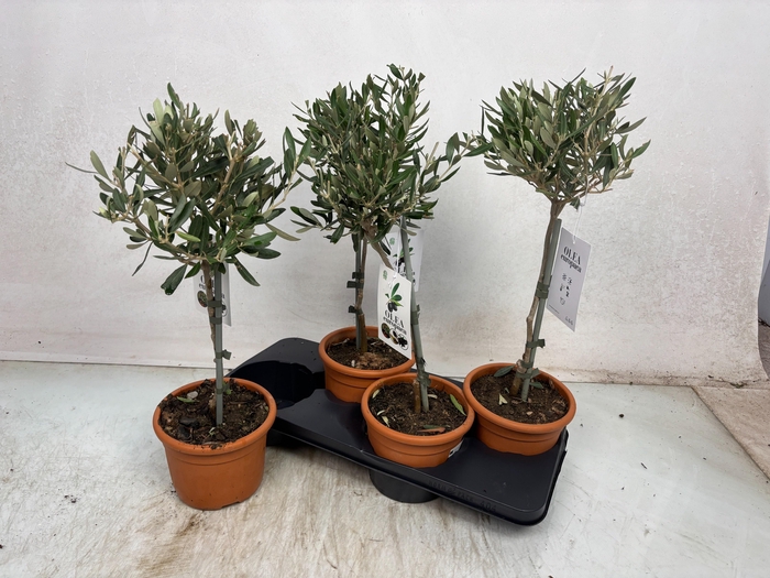 <h4>OLEA EUROPAEA</h4>