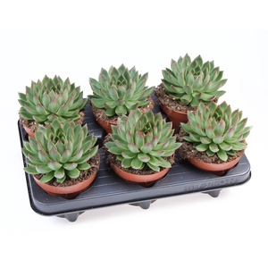 Echeveria   ...