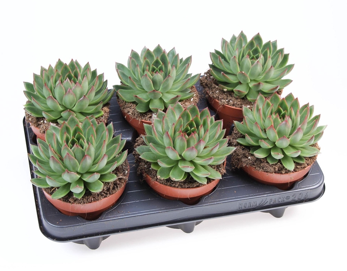 <h4>Echeveria   ...</h4>