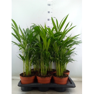 Dypsis lutescens   ...Chrysalidoca