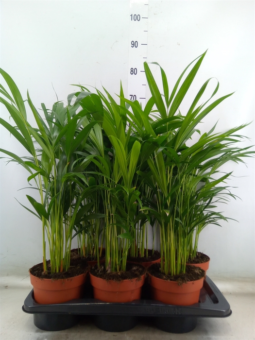 <h4>Dypsis lutescens   ...Chrysalidoca</h4>
