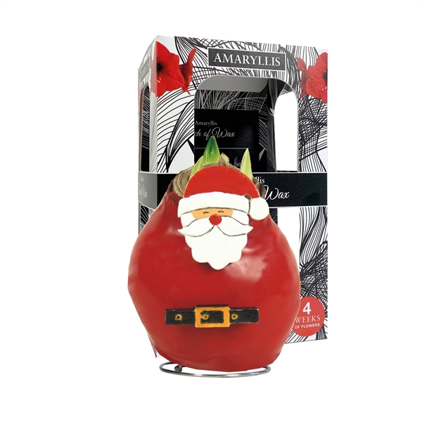 <h4>Amaryllis Touch of Wax Special Santa Claus 6x1, rode bloem, Karton Giftbox</h4>
