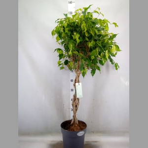 Ficus benja. 'Exotica'