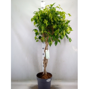 Ficus benja. 'Exotica'