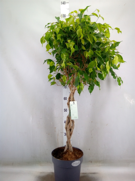 <h4>Ficus benja. 'Exotica'</h4>