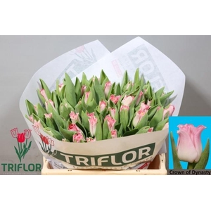 TU CO CROWN  DYNASTY