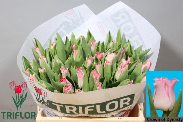 <h4>TU CO CROWN  DYNASTY</h4>