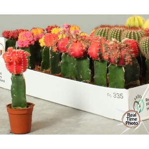 CACTUS GEM