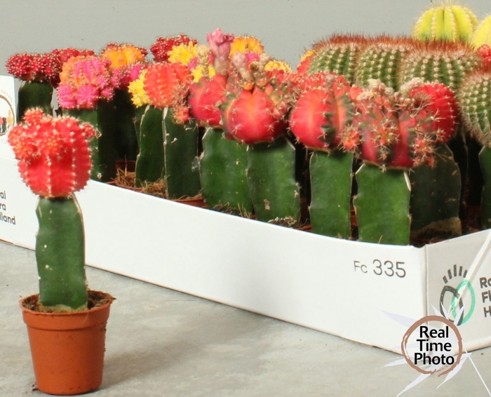 <h4>CACTUS GEM</h4>