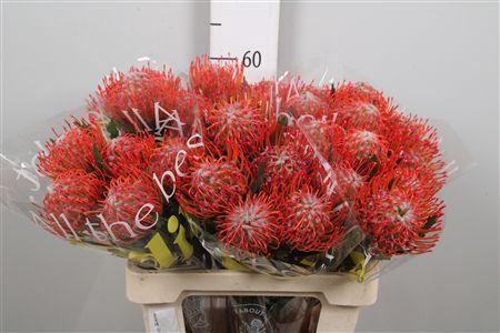 <h4>Leuco Tango</h4>