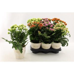 Kalanchoe Sunny mix in tray