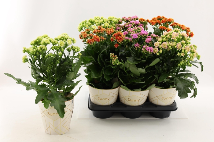 <h4>Kalanchoe Sunny mix in tray</h4>