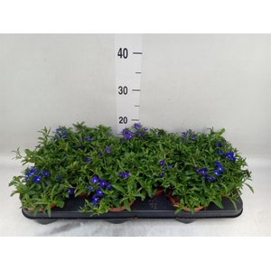 Lobelia erin. 'LagunTrail Dk Blue'