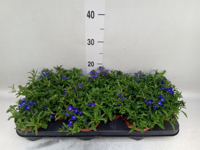 <h4>Lobelia erin. 'LagunTrail Dk Blue'</h4>