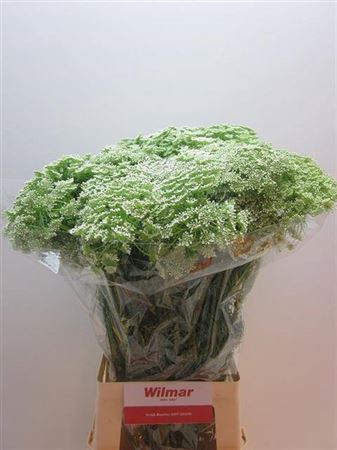 <h4>Ammi Visnaga</h4>