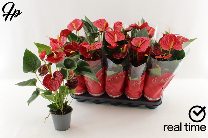 <h4>ANTHU AN SUCCESS RED</h4>