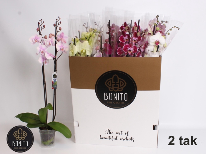 <h4>PHAL GEM 8 KL</h4>