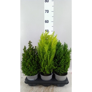 Conifers   ...mix