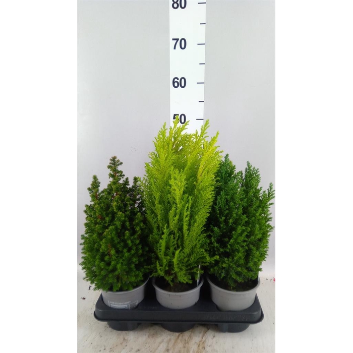 <h4>Conifers   ...mix</h4>