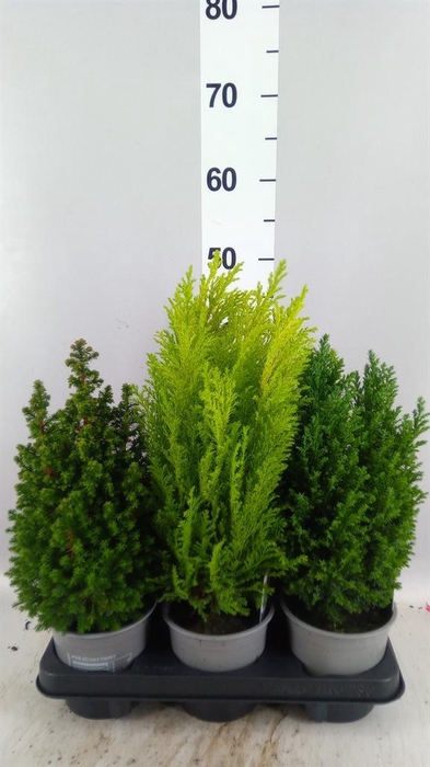 Conifers   ...mix