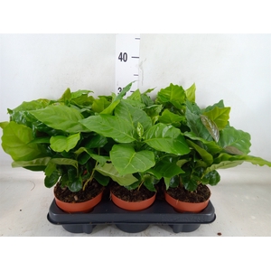Coffea arabica