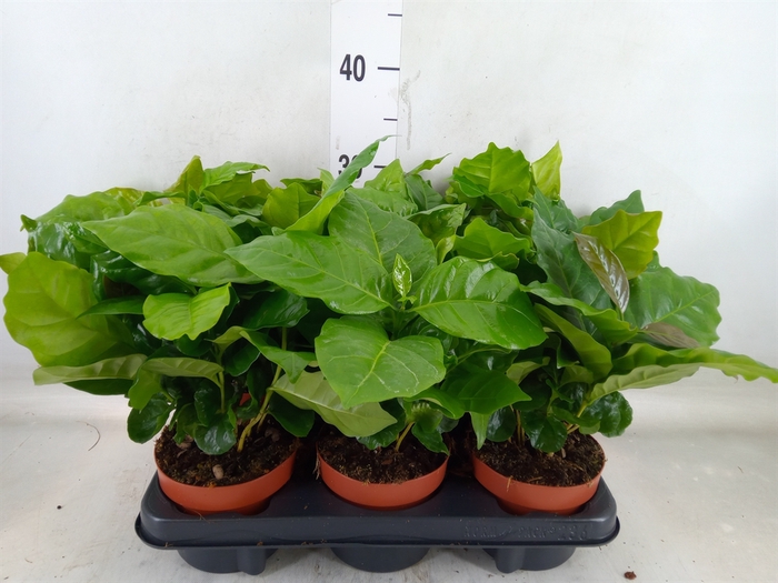 <h4>Coffea arabica</h4>